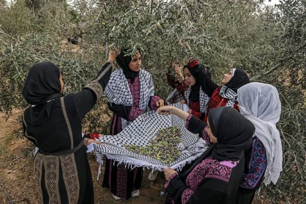 Unveiling the Essence: The Story Behind Palestinian Extra Virgin Olive Oil