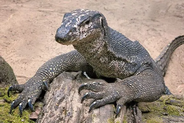 Experience the Monitor Lizards of Bako National Park with Klook: A Two-Day Adventure