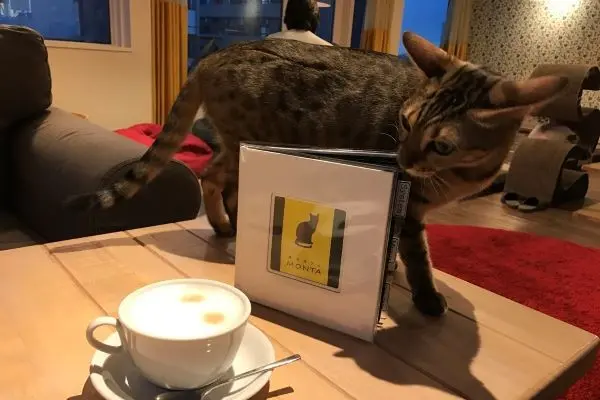 Exploring Unique Cafés Around the World: A Small Business Potential