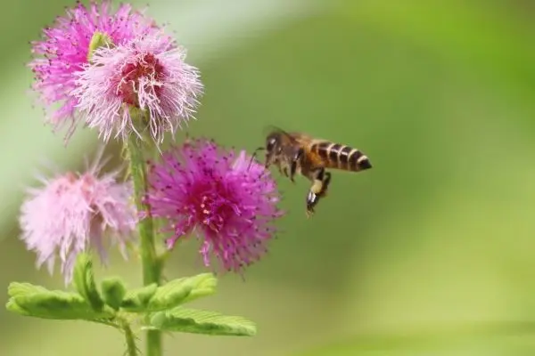 A Blossoming Dream: John's Journey to Starting a Plant and Flower Business