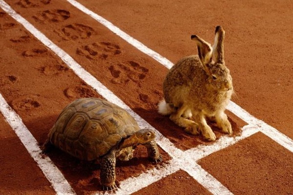 The Journey of Perseverance 🐢🐰