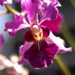 Orchids