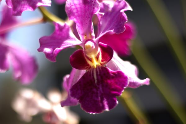 Orchids