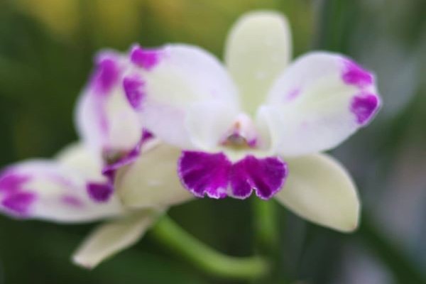 Cattleya-1