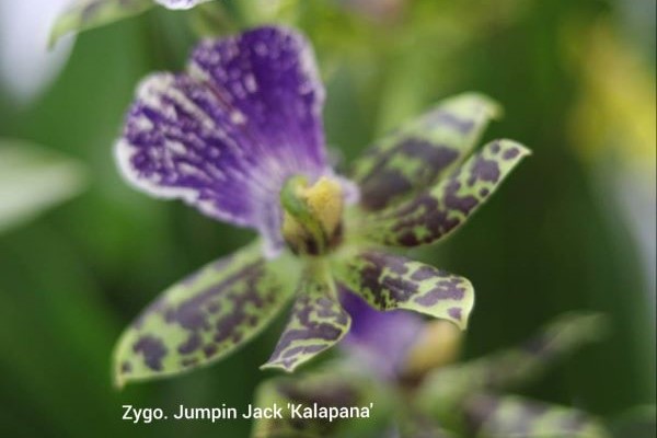 Kalapana-1