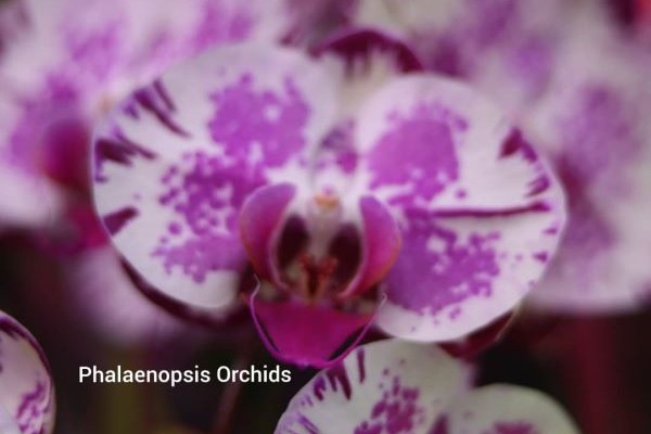 Phalaenopsis-1