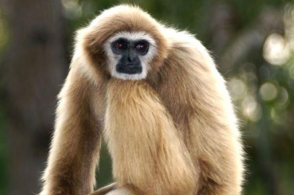 gibbons.jpg