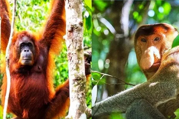 Temui Penghuni Liar Sarawak: Orangutan vs. Monyet Belanda