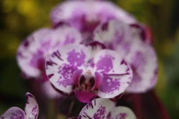 A Day in the Life: Caring for Tropical Orchids in Retirement